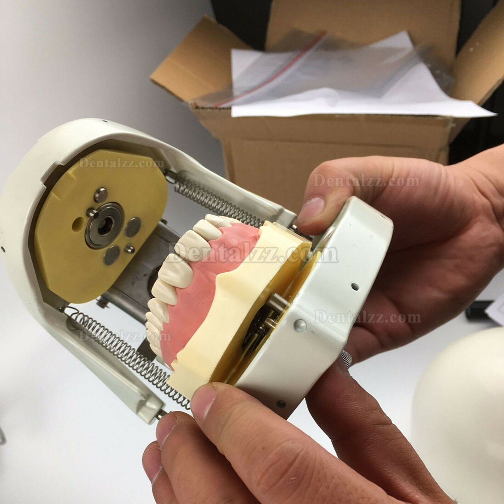 Jingle JG-C1 歯科手術実践モデルヘッド クランプ式シミュレーションファントムヘッド